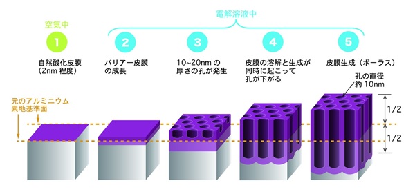 アルマイト処理の皮膜構造